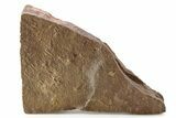 Cruziana (Fossil Trilobite Trackway) - Morocco #251950-1